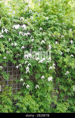 Waldrebe (Clematis 'White Columbine") Foto Stock