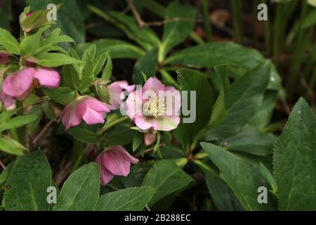 Bella viola Hellebore fioritura in primavera Foto Stock