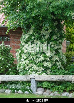 Kletter-Hortensie (Hydrangea anomala subsp. petiolaris) Foto Stock
