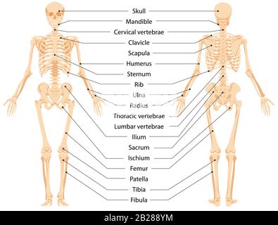 Immagine grafica vettoriale della vista anteriore e della vista posteriore dell'infografica dello scheletro anatomico umano Illustrazione Vettoriale