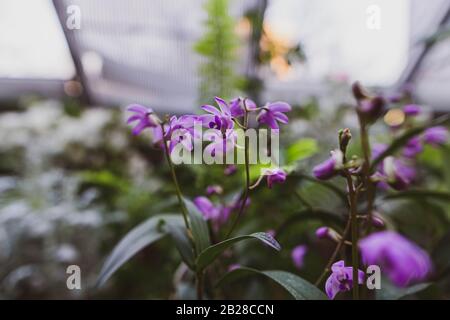 Dendrobium Kingianum rosa orchidea di roccia Foto Stock