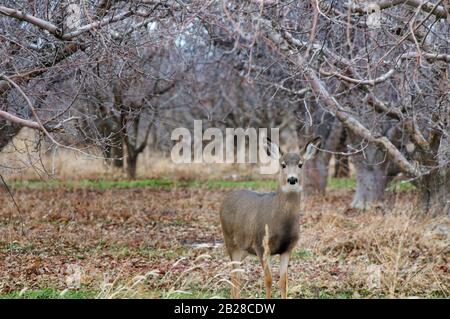 Grande Mule Deer Doe in piedi con attenzione in un frutteto di mele senza foglie di caduta tardiva Foto Stock