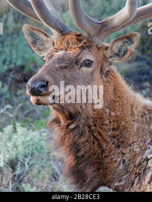 Testiera di un toro più giovane con nuovi palchi rivestiti in velluto Foto Stock