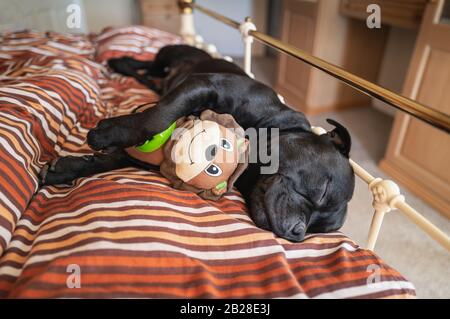 Staffordshire cane toro terrier dormire su un letto in metallo telaio in una camera da letto coccolando un giocattolo morbido con un volto sorridente Foto Stock