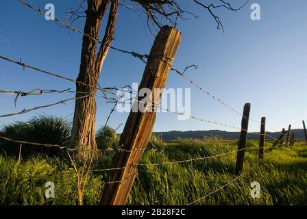 E vecchio albero morto dietro la lunga linea di recinzione in filo spinato nel campo erboso con la luce lunga dal sole di setting e sostenuta da un bl cristallo chiaro Foto Stock