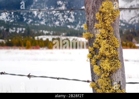 Primo piano del muschio giallo che cresce su palo di recinzione in legno secco con filo spinato e isolato contro il bokeh sfondo invernale Foto Stock