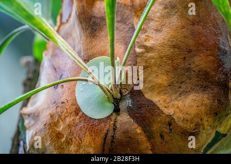 Particolare di una pianta di felce di elkhorn (Platycerium bifurcatum) Foto Stock