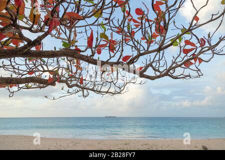 Incantevole vista dei rami e foglie di un albero di mandorla vicino a Vigie Beach Foto Stock