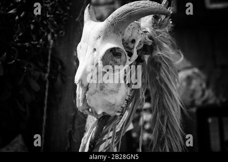 Vecchia capra cranio, dettaglio di stregoneria e satana Foto Stock