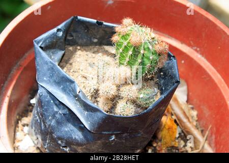 Cactus verde brillante e giovane in vaso succulent in un sacchetto nero di nylon in un più grande POT della farina che si crogiola nel sole caldo in un giorno tropicale Foto Stock