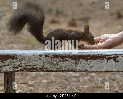 Mucca nera da fattoria acqua potabile dal lago. Foto Stock