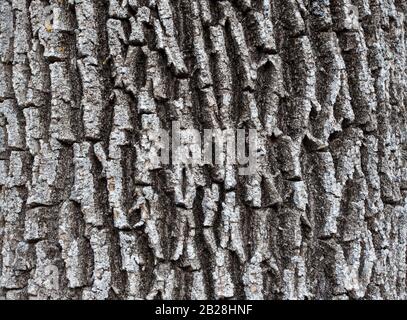 La texture della vecchia di corteccia di albero Foto Stock