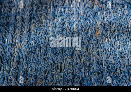 Primo piano dei trefoli di un tappetino sporco e blu. Foto Stock