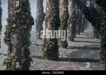 Barnacle coperto di legno peer post lato illuminato dal sole crescente con l'acqua fangosa della bassa marea Foto Stock