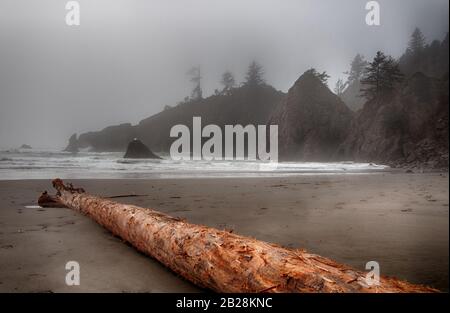 Nebbia che spinge dall'Oceano Pacifico verso Gli Alberi che crescono dalla roccia che oscura gli alberi che crescono dalla faccia di uno scoglio roccioso con una grande d Foto Stock