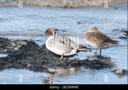 Anatre Pintail in piedi (Anas acuta) Foto Stock