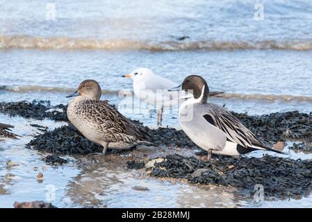 Anatre Pintail in piedi (Anas acuta) Foto Stock