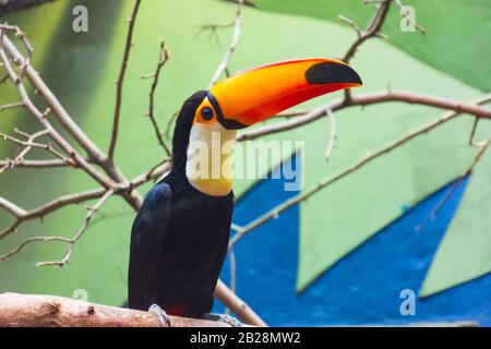 Il toucan dorato si trova su una diramazione in un parco ornitologico Foto Stock