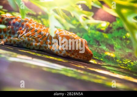 gecko catena-footed nella giungla, vista ravvicinata Foto Stock