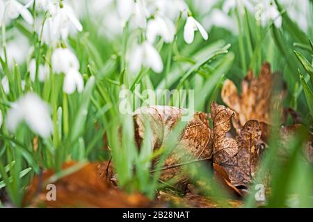 Fotografia di primo piano di marrone caduto, foglie morte, giacente tra Galanthus nivalis, comune nevicata fiori che formano immagine artistica di fondo. Foto Stock