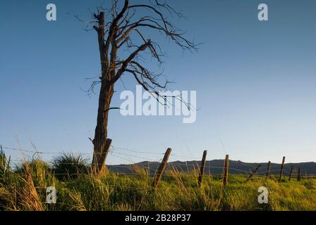 E vecchio albero morto dietro la lunga linea di recinzione in filo spinato nel campo erboso con la luce lunga dal sole di setting e sostenuta da un bl cristallo chiaro Foto Stock