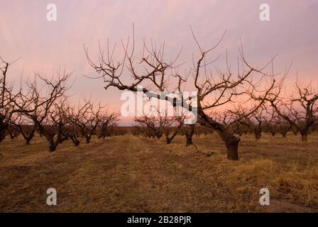 Frutteto di meli senza foglie che crescono in un campo marrone secco sotto il cielo rosa e blu al crepuscolo Foto Stock