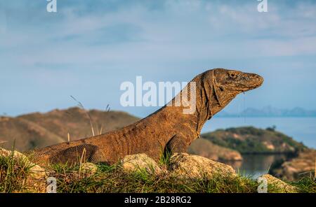 Il drago di Komodo. Ritratto sul paesaggio dell'isola di Rinca. Nome scientifico: Varanus komodoensis. Habitat naturale. Isola Rinca. Indonesia Foto Stock