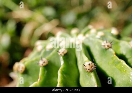 Vista macro dettagliata del cactus che mostra piccoli boccioli e superfici verdi testurizzate catturate nella regione di Madrid con luce soffusa e profondità di campo bassa. Foto Stock