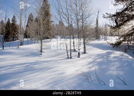 Leafless corteccia bianca che quaking alberi aspen nella neve con il sole di mattina presto che getta le ombre lunghe che fluiscono sulla superficie della neve ondulata Foto Stock