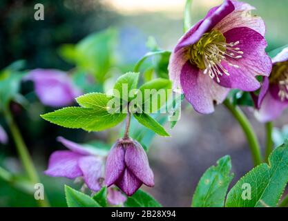 Neve rosa in fiore nel giardino Foto Stock