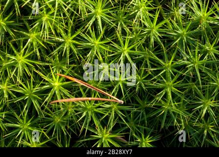 Ago di pino sul muschio comune di haircap (comune di polytrichum). Foto Stock