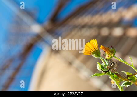 Mulino a vento tradizionale e storico Sa Planeta, Molí de Sa Planeta, nella città di Andratx, Maiorca, Isole Baleari, Spagna, Europa Foto Stock