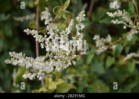Molti piccoli fiori bianchi su un ramo con uno sfondo verde naturale Foto Stock