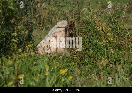 Hereford mucca seduta in estate sottobosco con solo il suo volto visibile Foto Stock