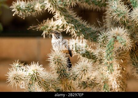 L'uccello dello stato dell'Arizona, il cactus wren, perches e canta in un cactus cholla in una giornata di sole Foto Stock