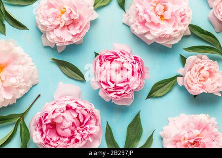 Layout creativo realizzato con fiori rosa di peonia su sfondo blu. Disposizione piatta. Composizione floreale. Concetto di molla Foto Stock