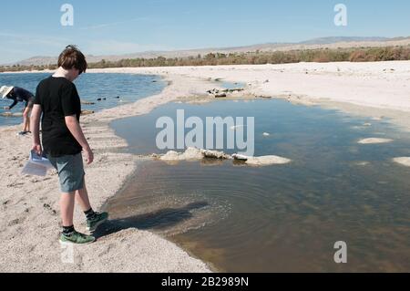 Un tempo un progetto di lago resort di metà secolo, ora disastro ambientale Salton Sea in California con alghe, pesci morti e derive di ossa di pesce decaduto Foto Stock