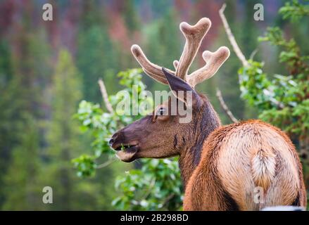 Cervi di santa Foto Stock