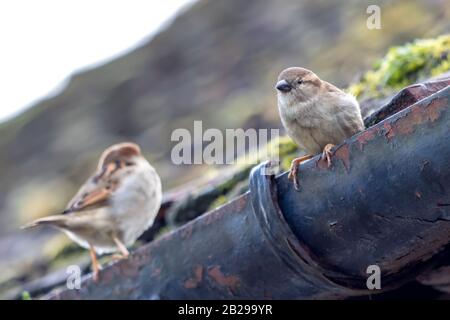 Due House Sparrows su una grondaia a Westham Foto Stock