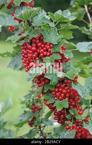 Rote Johannisbeere (Ribes rubrum 'Rondom') Foto Stock