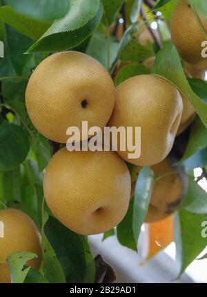 Nashi-Birne (Pyrus pyrifolia 'Hosui') Foto Stock