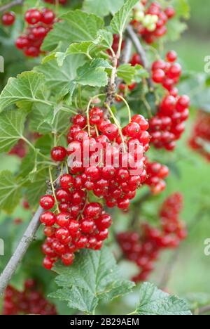 Rote Johannisbeere (Ribes rubrum 'Herosta') Foto Stock