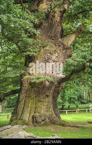 Ivenacker Eichen, Stiel-Eiche (Quercus robur) Foto Stock