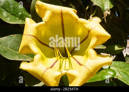 Fiore di una 'tazza di vite Oro', una vite sempreverde Foto Stock