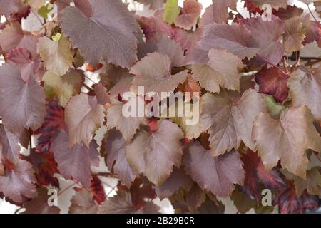 Weinrebe (Vitis 'Spetchley rosso'), (Hosta) Foto Stock