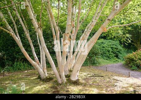 Gold-Birke (Betula ermanii 'Grayswood Hill') Foto Stock