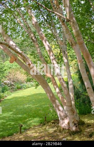 Gold-Birke (Betula ermanii 'Grayswood Hill') Foto Stock