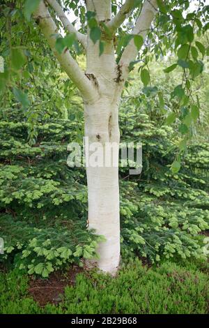 Himalaya-Birke (Betula utilis 'Grayswood fantasma') Foto Stock