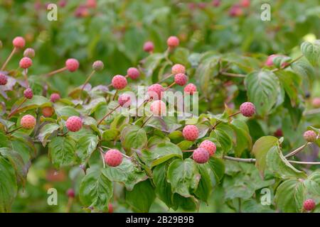 Chinesischer Blumenhartriegel (Cornus kousa 'Satomi') Foto Stock