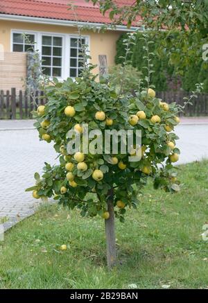 Apfel-Quitte (Cydonia oblonga 'Konstantinopeler') Foto Stock